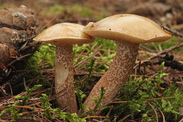 masliak biely Suillus placidus (Bonord.) Singer