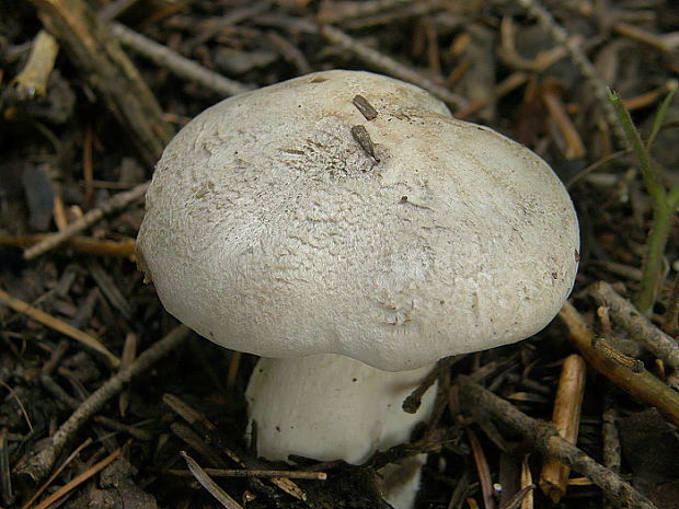 čírovka Tricholoma filamentosum (Alessio) Alessio