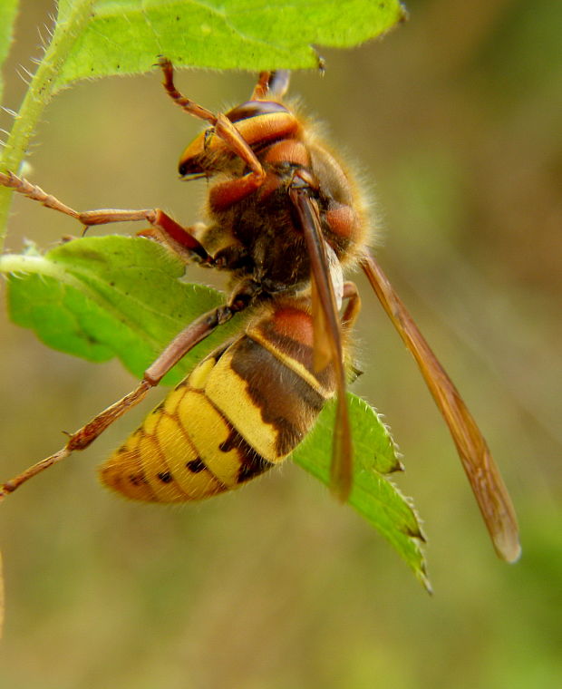 sršeň obyčajný Vespa crabro