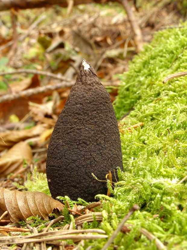 drevnatec Xylaria sp.