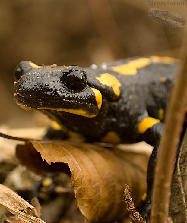 salamandra