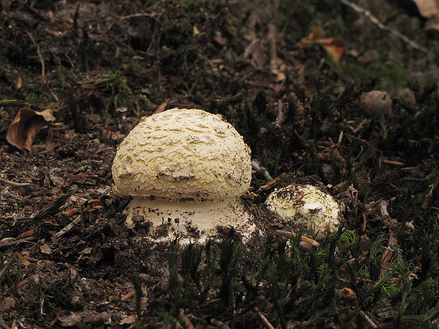 muchotrávka Amanita sp.