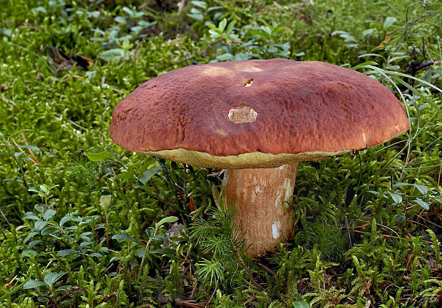 hríb sosnový Boletus pinophilus Pil. et Dermek in Pil.