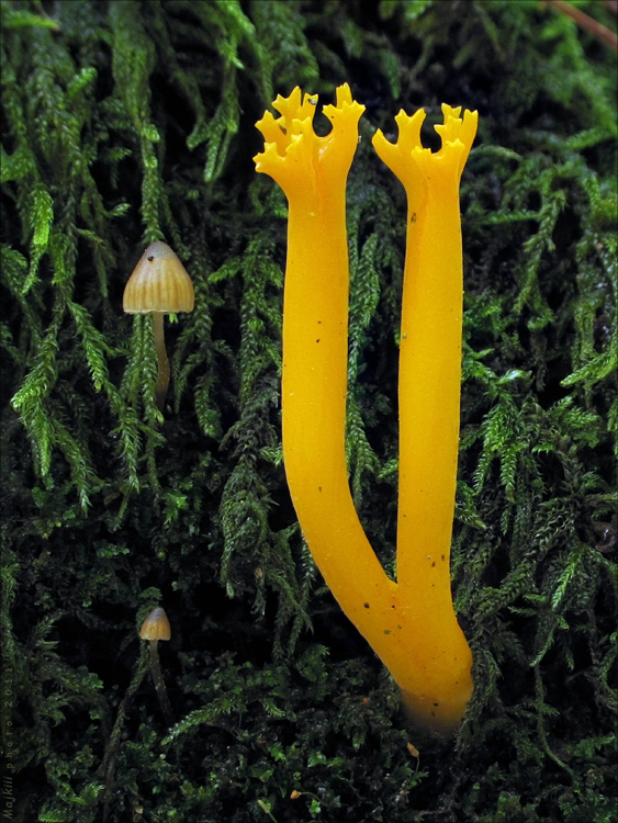 parôžkovec lepkavý Calocera viscosa (Pers.) Fr.