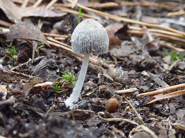 hnojník Coprinopsis sp.