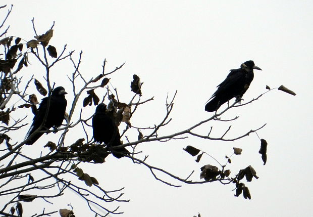 havran poľný Corvus frugilegus