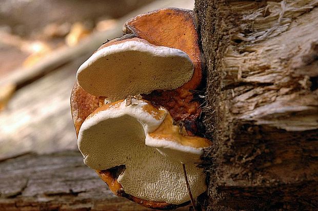 práchnovček pásikavý Fomitopsis pinicola (Sw.) P. Karst.