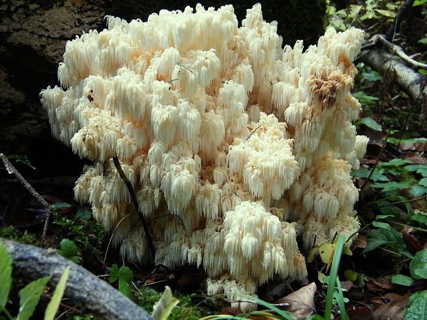 koralovec jedľový Hericium alpestre Pers.