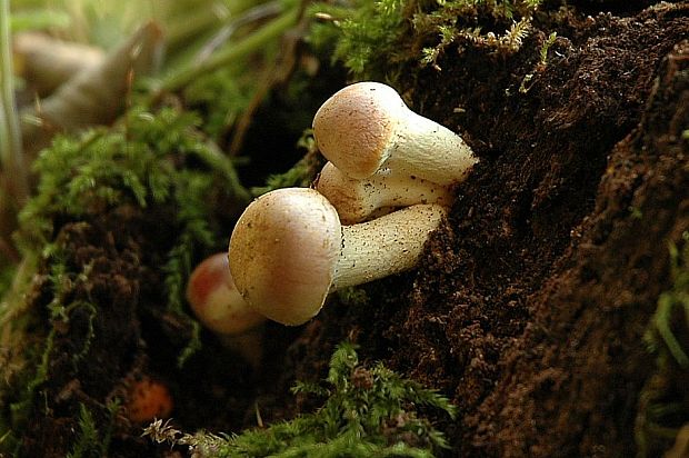 strapcovka tehlovočervená Hypholoma lateritium (Schaeff.) P. Kumm.