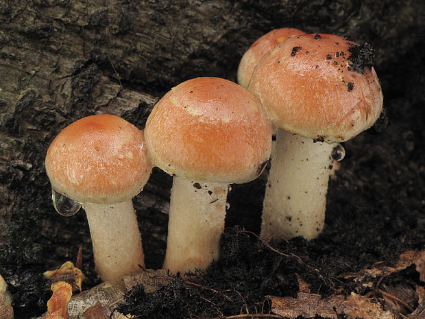 strapcovka tehlovočervená Hypholoma lateritium (Schaeff.) P. Kumm.