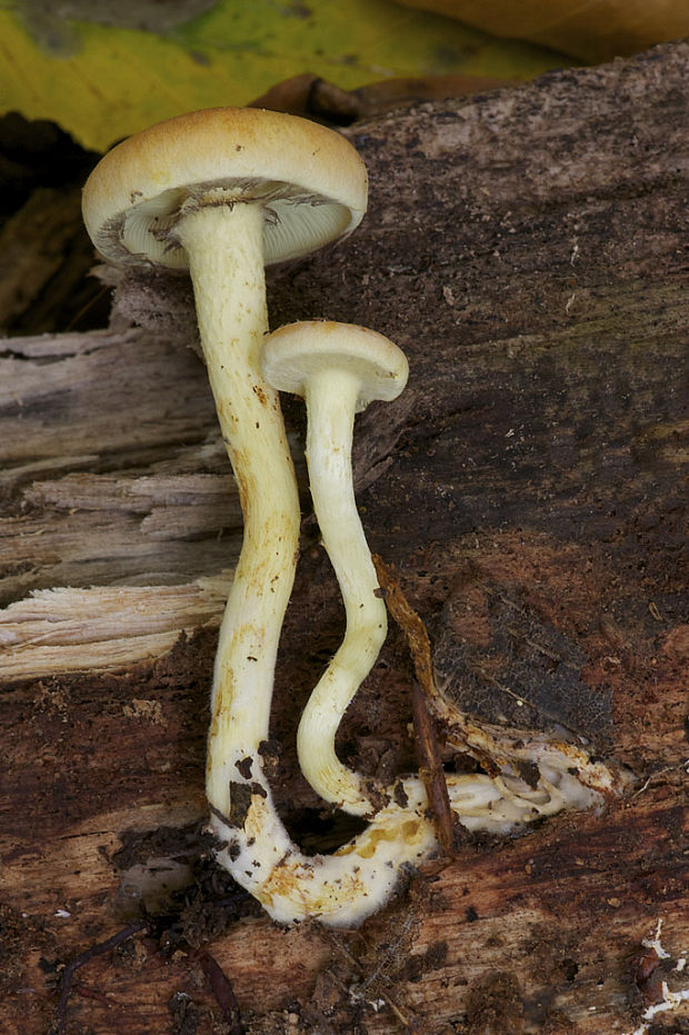 strapcovka Hypholoma sp.