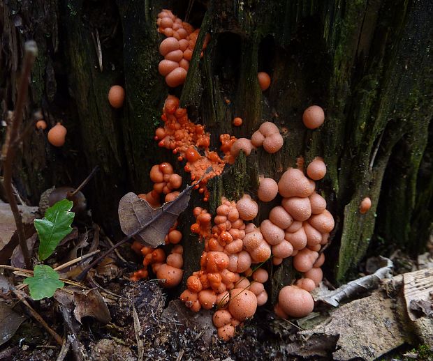 vlčinka červená Lycogala epidendrum (J.C. Buxb. ex L.) Fr.