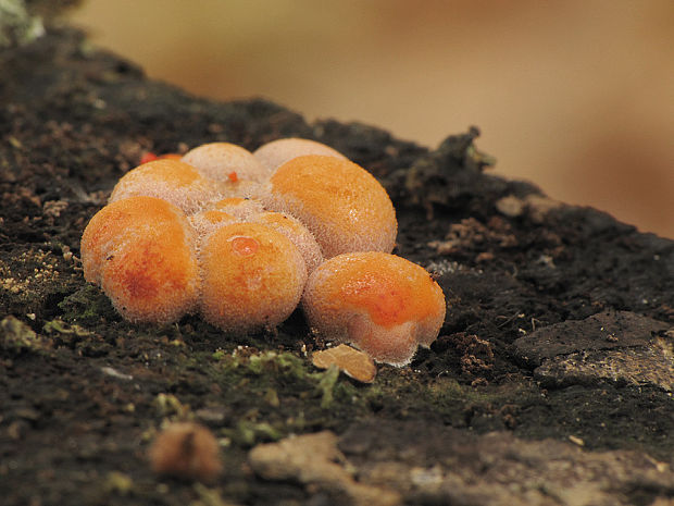 vlčinka Lycogala sp.