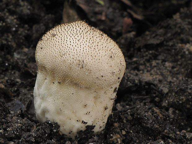 prášnica Lycoperdon sp.