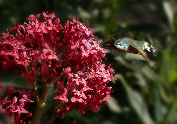 lišaj marinkový Macroglossum stellatarum