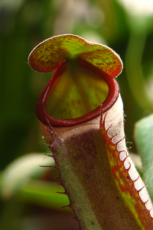 krčiažnik Nepenthes ventricosa
