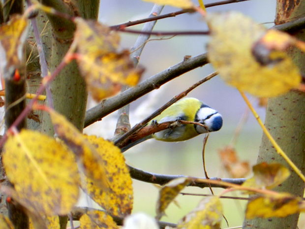 sýkorka belasá Parus caeruleus