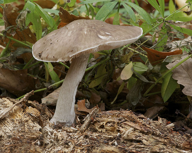 štítovka jelenia Pluteus cervinus (Schaeff.) P. Kumm.