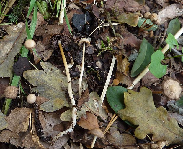 drobuľka Psathyrella sp.?