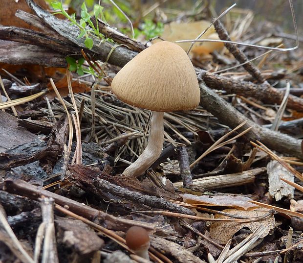 drobuľka Psathyrella sp.