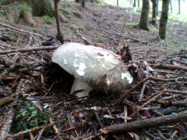 plávka zelenkastá Russula virescens (Schaeff.) Fr.