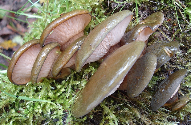 pňovka neskorá Sarcomyxa serotina (Pers.) P. Karst.