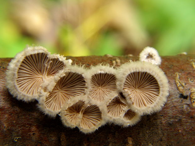 klanolupeňovka obyčajná Schizophyllum commune Fr.