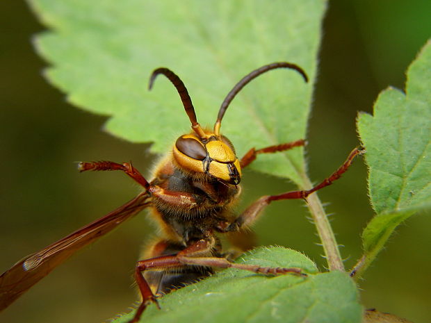 sršeň obyčajný Vespa crabro