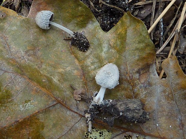 hnojník coprinopsis sp.