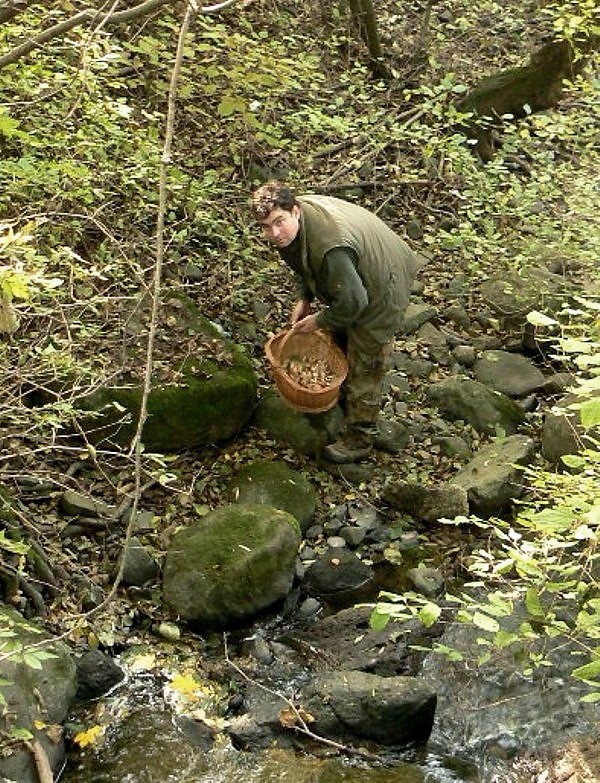 zber podpňoviek