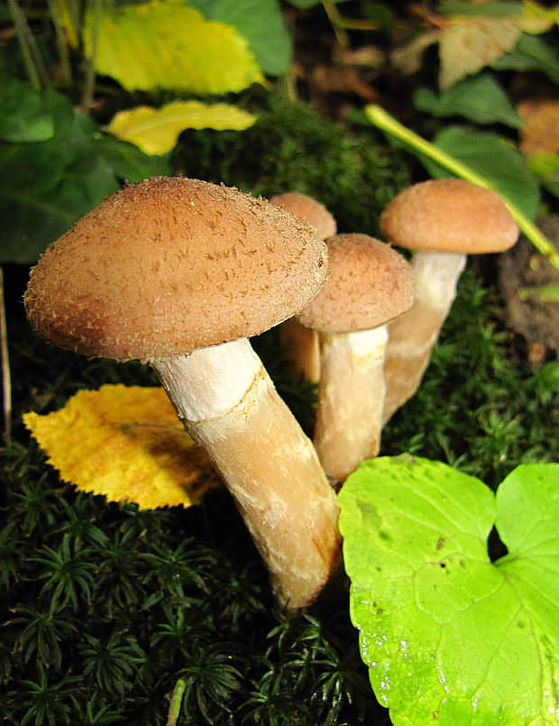 podpňovka Armillaria sp.