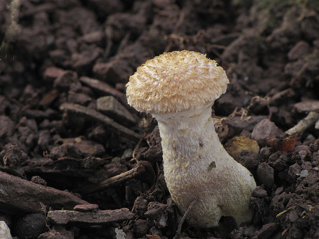 podpňovka Armillaria sp.