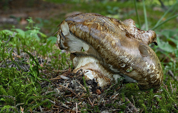 náramkovka cisárska Catathelasma imperiale (P. Karst.) Singer