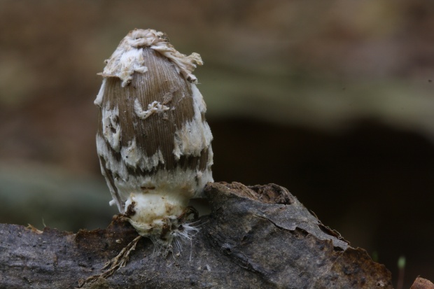 hnojník strakatý Coprinopsis picacea (Bull.) Redhead, Vilgalys & Moncalvo