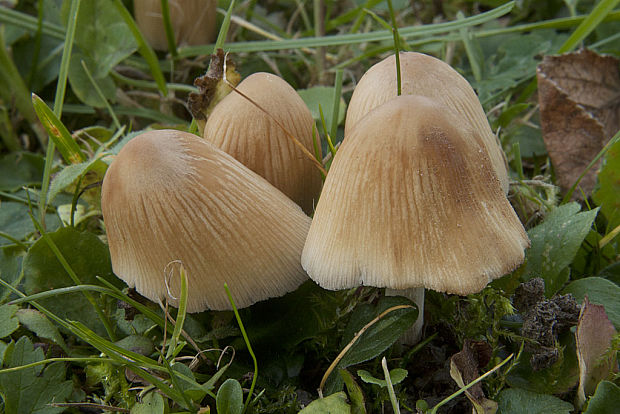 hnojník Coprinus sp.