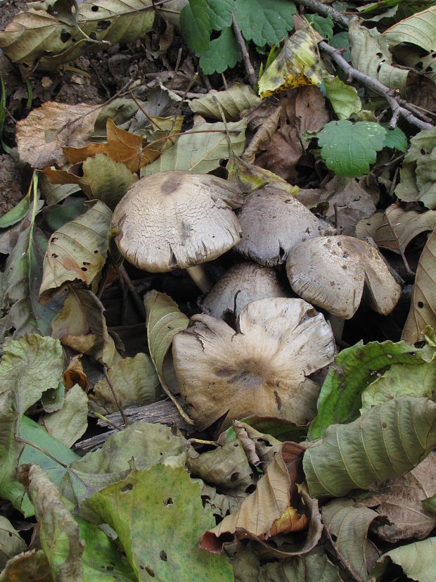 hnojník Coprinus sp.