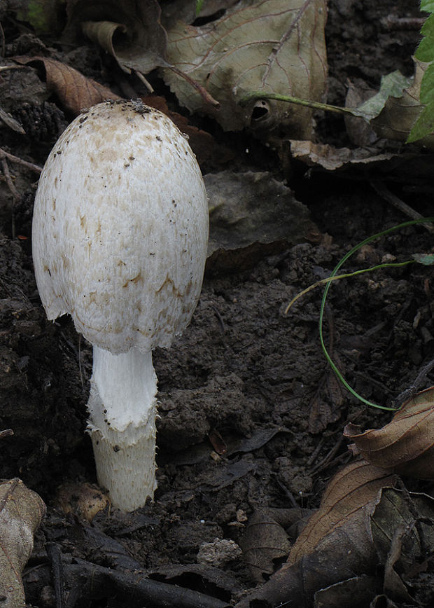 hnojník Coprinus sp.