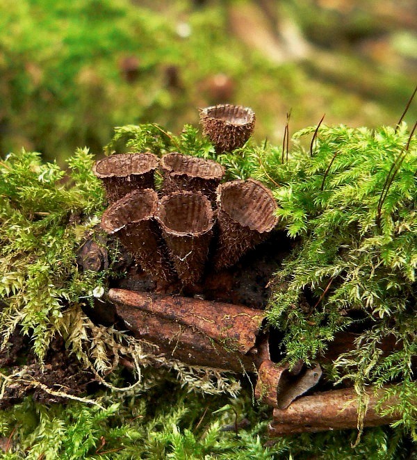 čiaškovec pásikavý Cyathus striatus (Huds.) Willd.