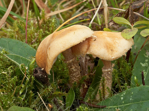 zrnivka okrová Cystoderma amianthinum (Scop.) Fayod