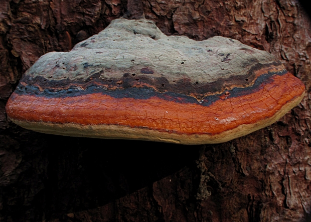 práchnovček pásikavý Fomitopsis pinicola (Sw.) P. Karst.