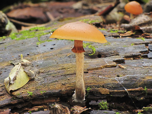 kapucňovka okrovohnedastá Galerina marginata (Batsch) Kühner