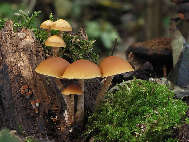 kapucňovka okrovohnedastá Galerina marginata (Batsch) Kühner