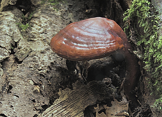 lesklokôrovka obyčajná Ganoderma lucidum (Curtis) P. Karst.