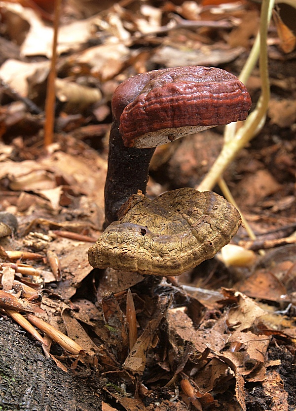 lesklokôrovka obyčajná Ganoderma lucidum (Curtis) P. Karst.