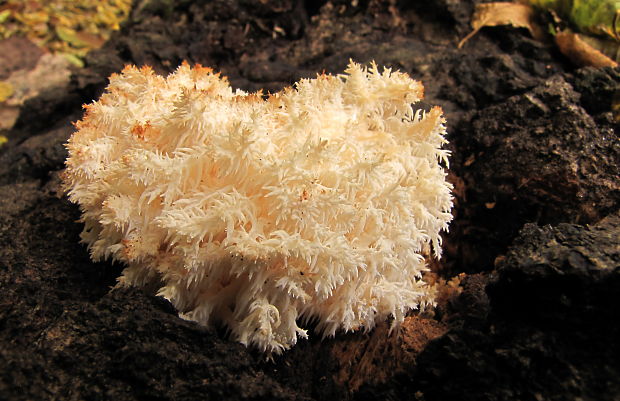 koralovec bukový Hericium coralloides (Scop.) Pers.