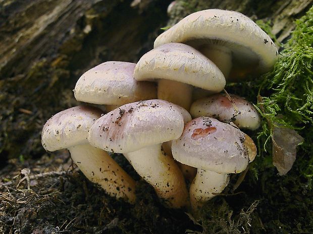 strapcovka tehlovočervená Hypholoma lateritium (Schaeff.) P. Kumm.