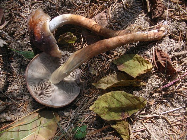 strapcovka tehlovočervená? Hypholoma lateritium (Schaeff.) P. Kumm.