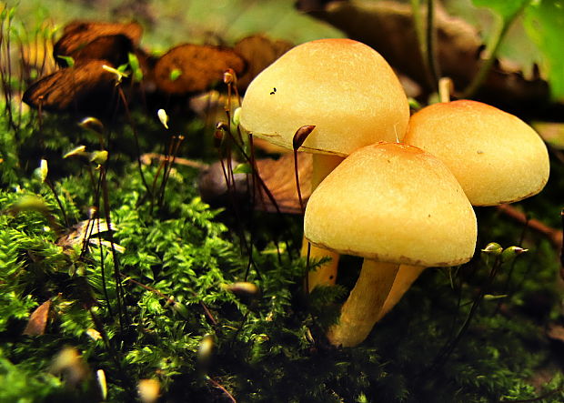 strapcovka Hypholoma sp.