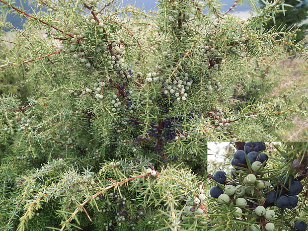 borievka obyčajná Juniperus communis L.