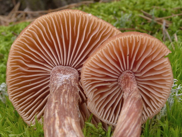 lakovka obyčajná Laccaria laccata (Scop.) Cooke